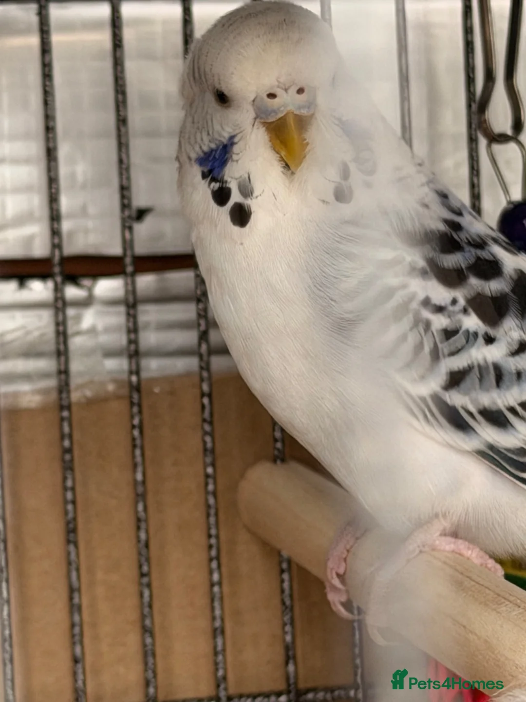 Budgerigars birds for sale: Texas clear body cobalt blue female  - Advert 2