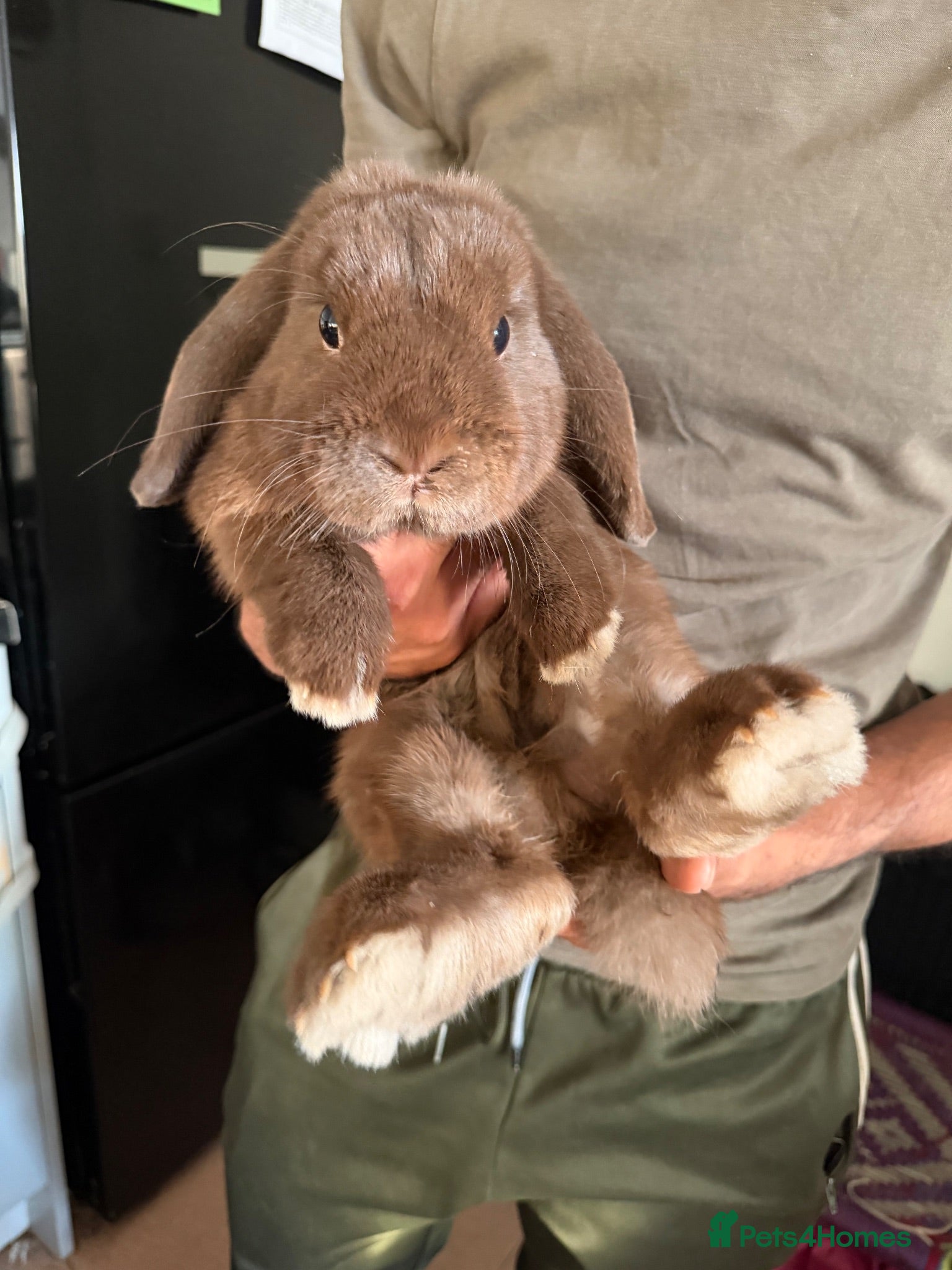 Mini Lop rabbits Beautiful brown bunny  - Advert 2