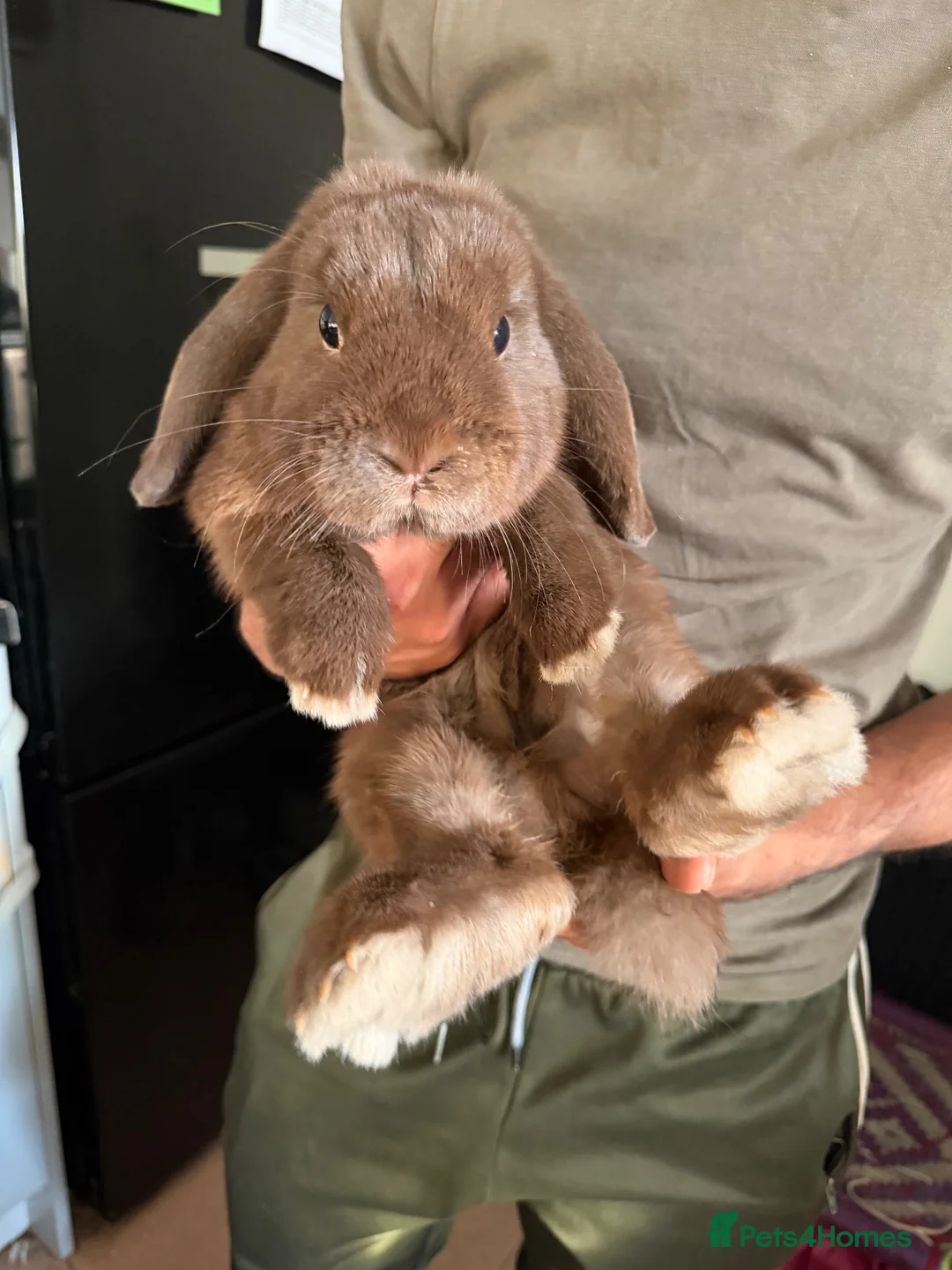 Mini Lop rabbits for sale: Beautiful brown bunny  - Advert 1