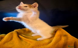 Mixed Breed cats for sale: 4 boys and 2 girls Family-Raised, Well-Socialised  - Image 6