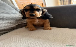 Cocker Spaniel dogs for sale: Cocker Spaniel Puppies - Image 2