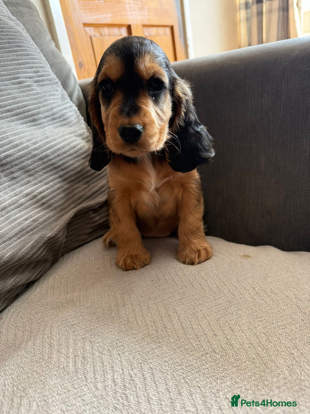Cocker Spaniel dogs for sale: Cocker Spaniel Puppies - Image 2