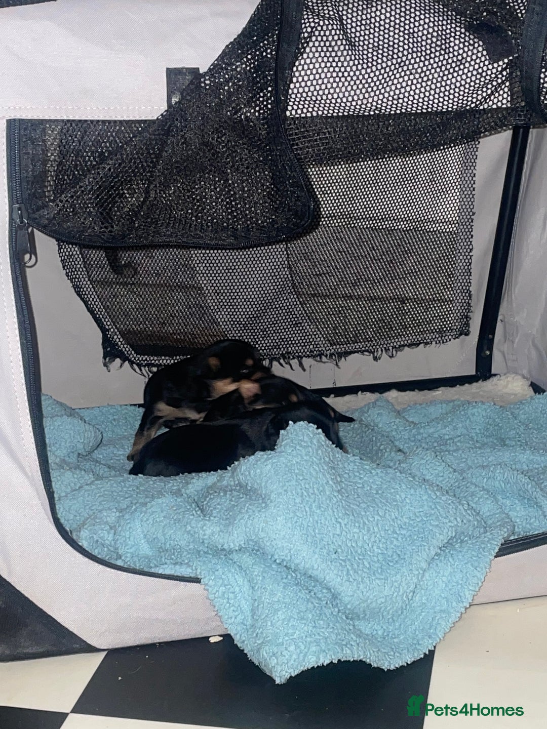 Yorkshire Terrier dogs for sale: Yorkshire Terrier puppies 🐶  - Advert 29