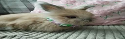 Angora rabbits for sale: English Angora Full Faced - Advert 12