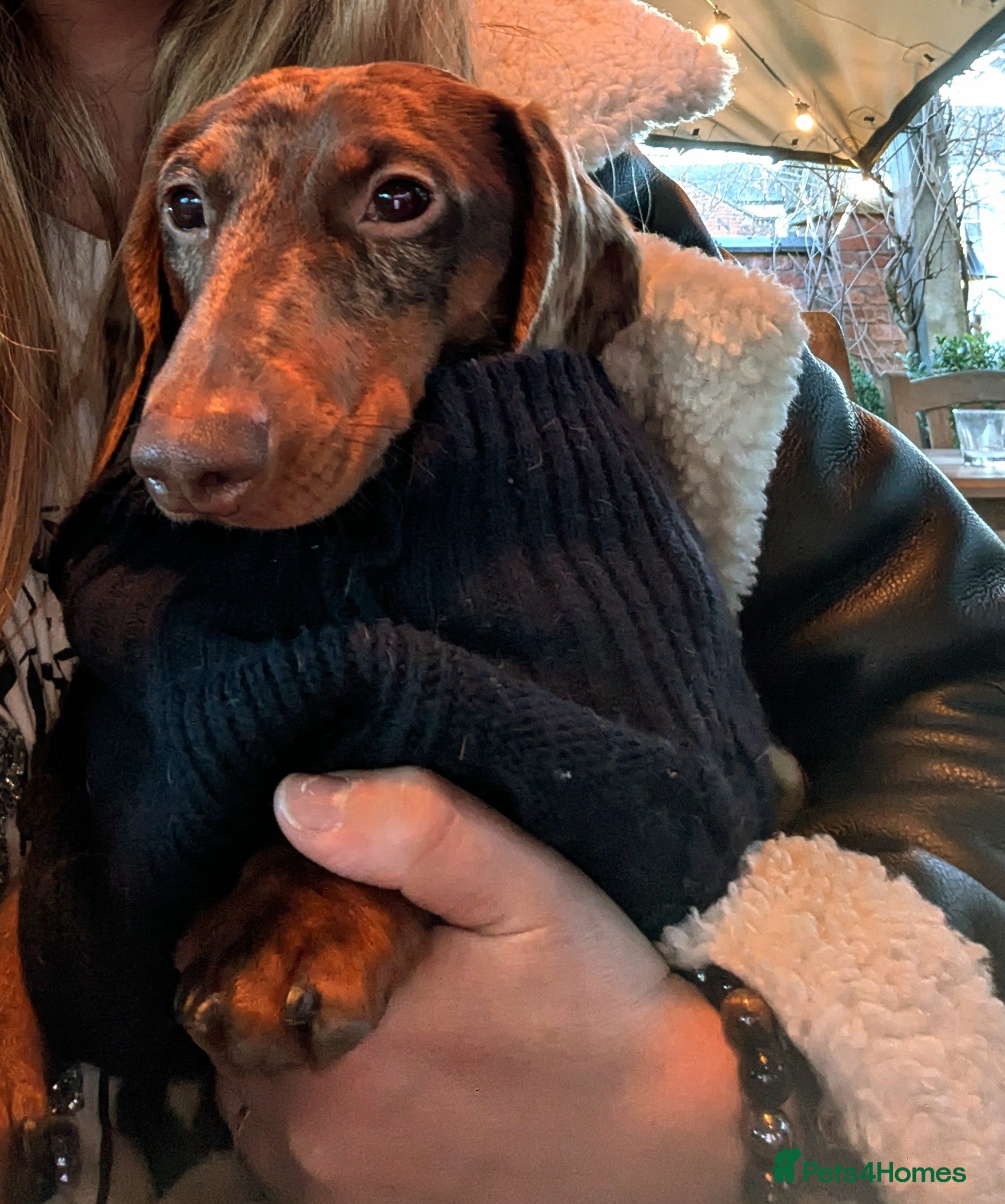 Miniature Dachshund dogs Beautiful miniature Dachshund Stud available -Birm in Birmingham - Advert 19