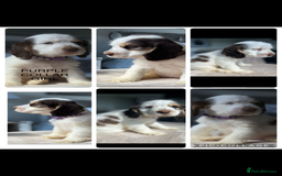 Cocker Spaniel dogs for sale: OUTSTANDING KC REG SHOW COCKER SPANIEL PUPPIES  - Image 28