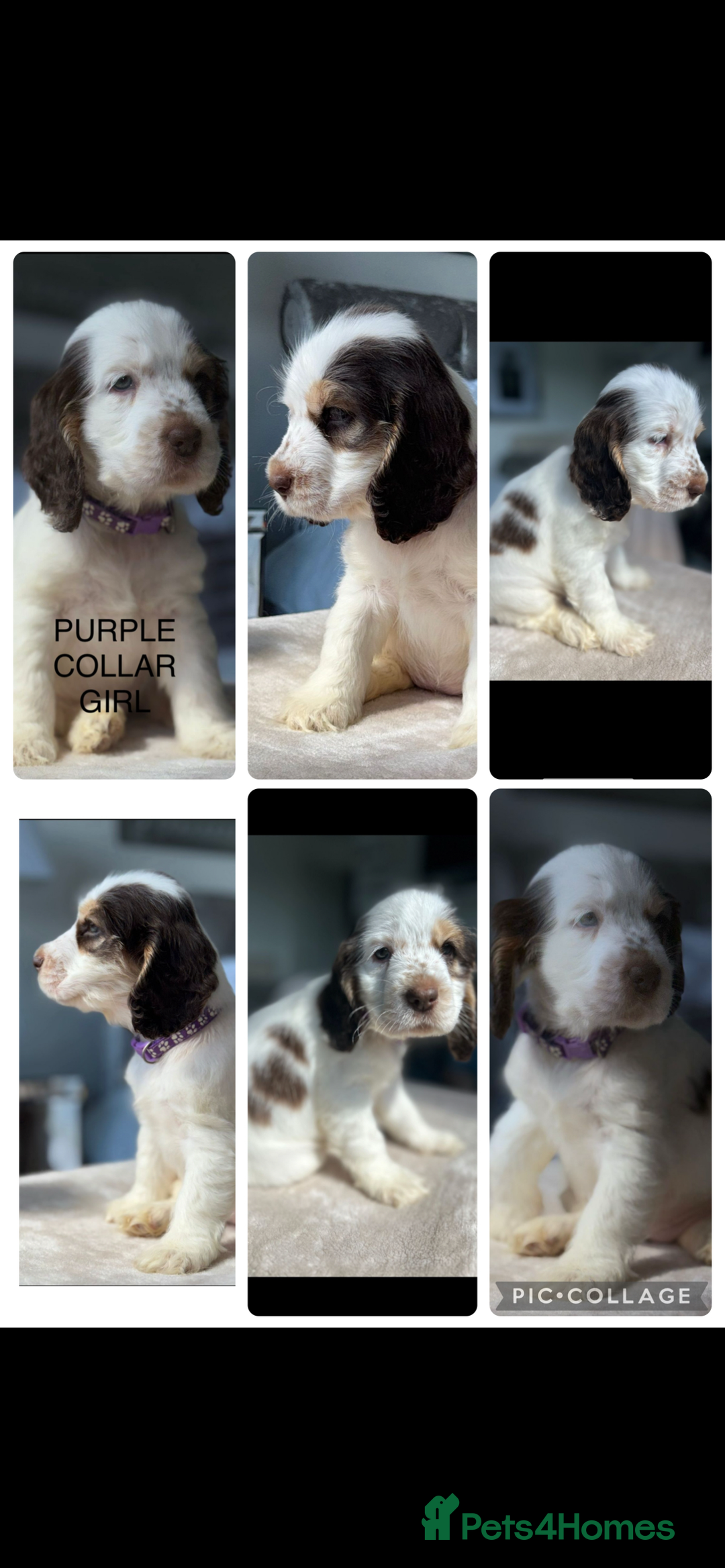 Cocker Spaniel dogs for sale: OUTSTANDING KC REG SHOW COCKER SPANIEL PUPPIES  - Image 28
