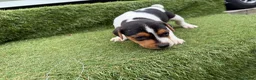 Jack Russell dogs for sale: Stunning Jack Russell‘s in Liskeard - Advert 17