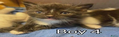 Kitten boy 4
