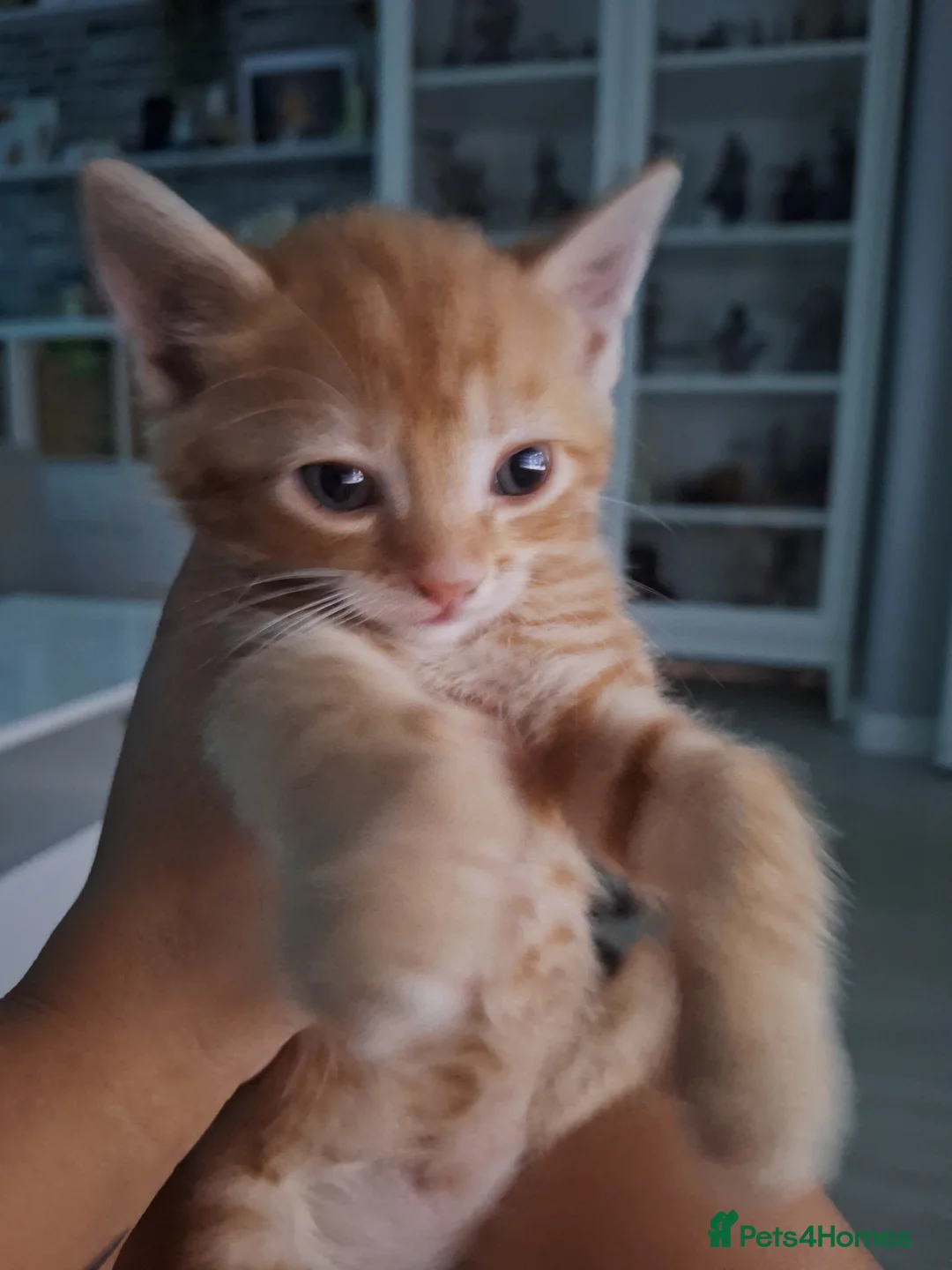 Mixed Breed cats for sale: I have 4 beautiful kittens available  - Advert 2