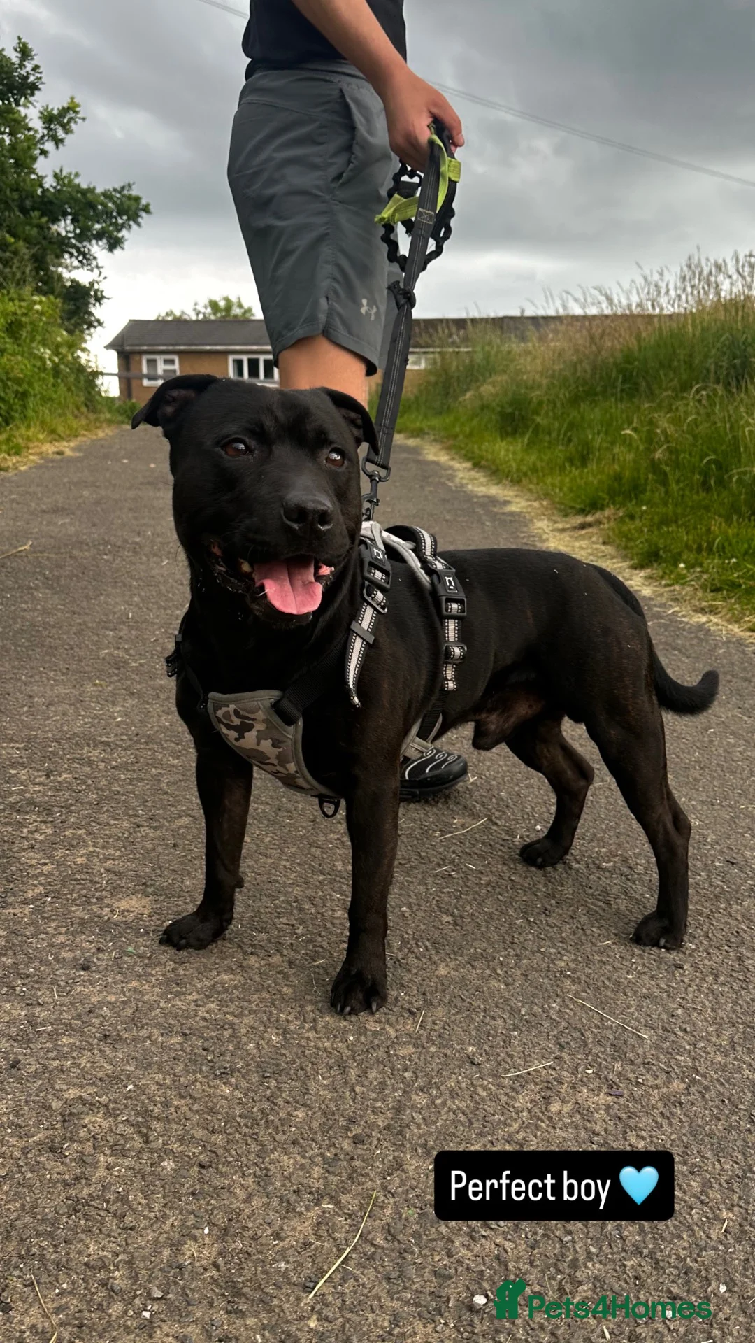Staffordshire Bull Terrier dogs for stud: Black KC Registered Male, Champion Bloodline. in Manchester - Advert 1