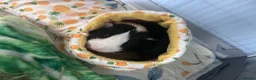 Guinea Pig rodents for sale: Beautiful Male bonded looking their forever home. in London - Advert 3