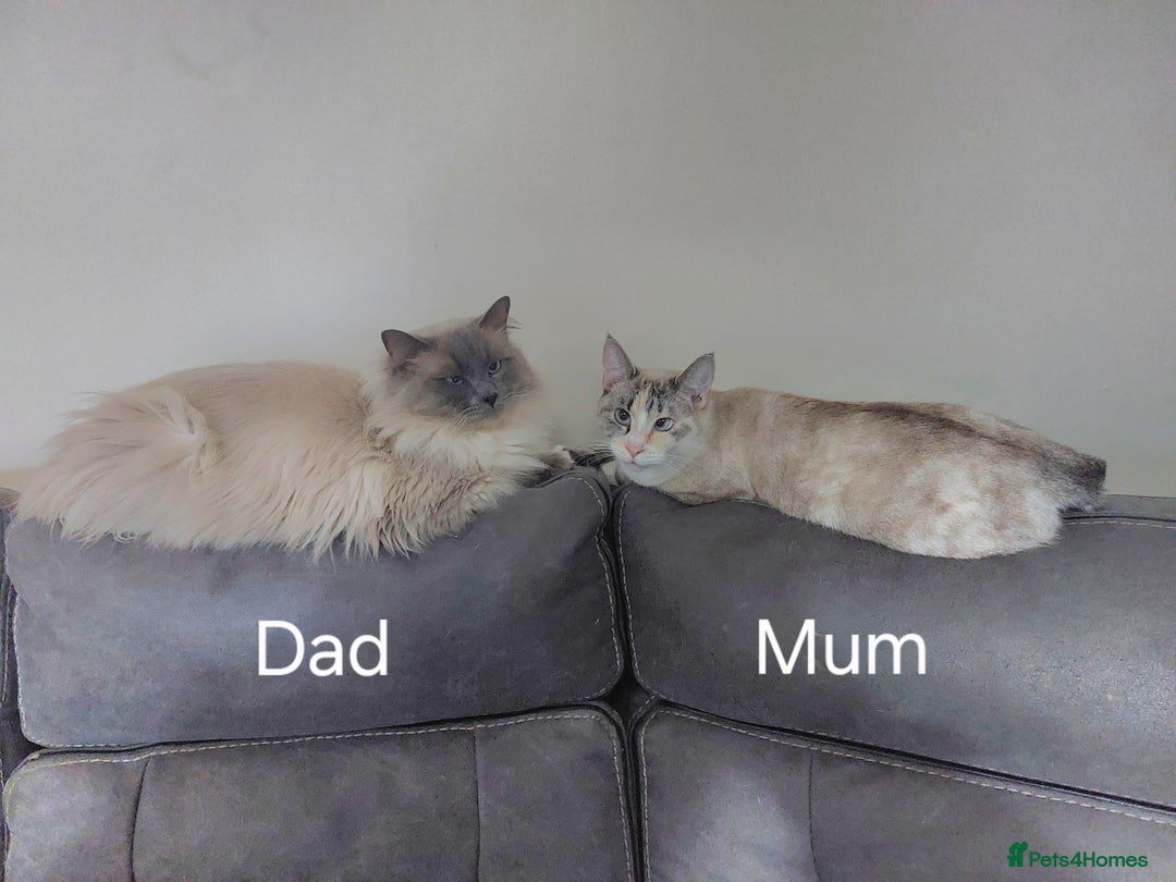 Ragdoll cats for sale: 6 beautiful 3 quarter ragdoll babies in Bedford - Image 1