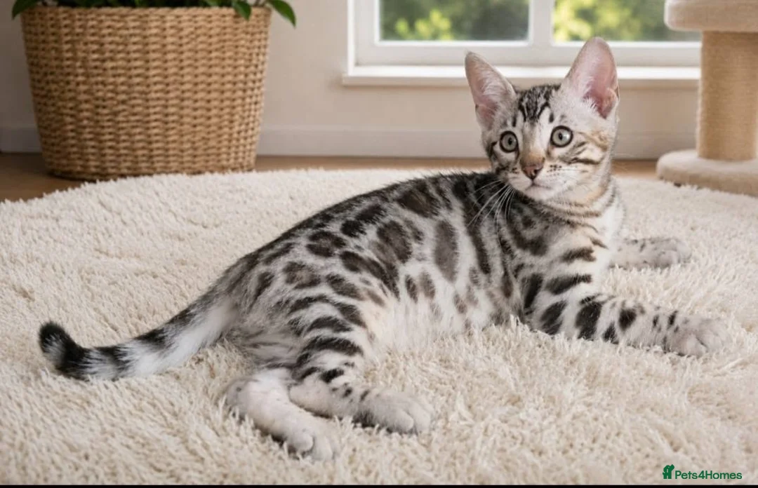 Bengal cats for sale: Stunning Silver TICA reg kitten - Advert 1