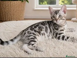 Bengal cats Stunning Silver TICA reg kitten - Advert 1