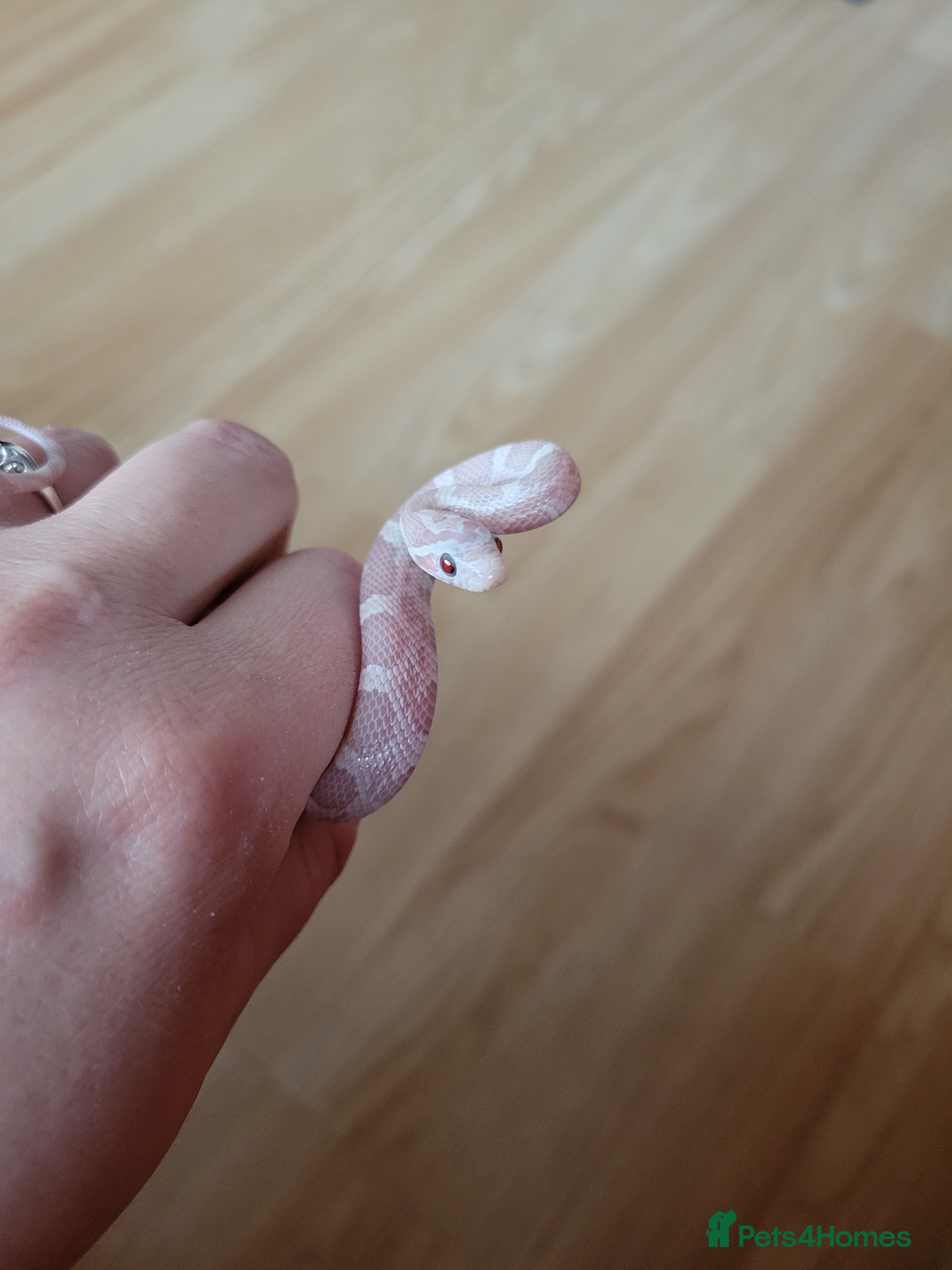 Corn Snake reptiles for sale: Baby snow cornsnake  - Advert 1