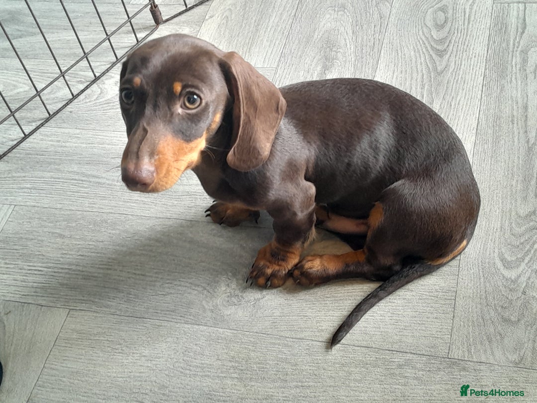 Miniature Dachshund dogs for sale: Miniature Dachshunds  in Diss - Image 12