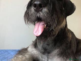 Giant Schnauzer dogs Giant Schnauzer at stud in Dorchester - Advert 1