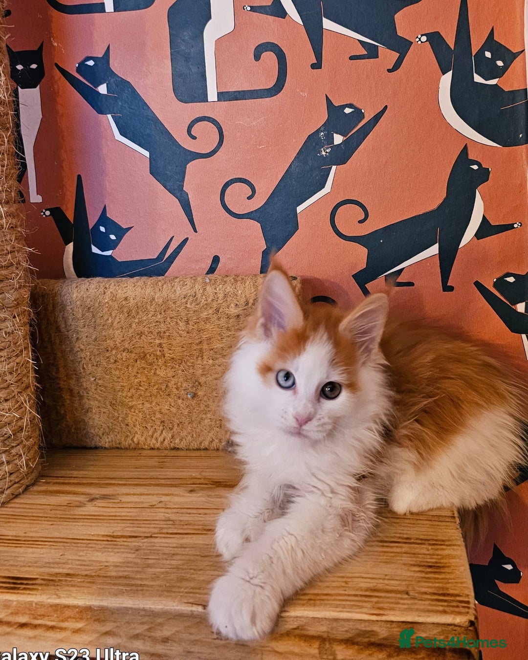 Maine Coon cats for sale: Maine Coons Kittens,  *1 polydactil available* - Advert 2