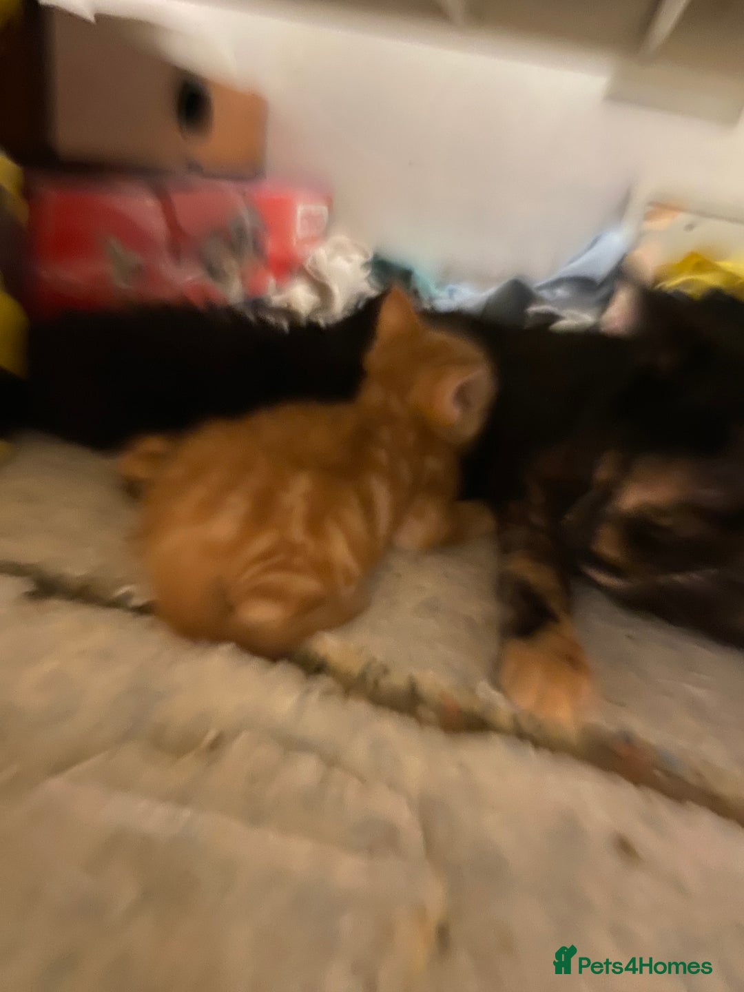 Mixed Breed cats for sale: 2 kittens male and female - Advert 3