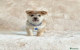 Chow Chow dogs for sale: Stunning Exotic colour chowsky puppies for sale  - Image 6