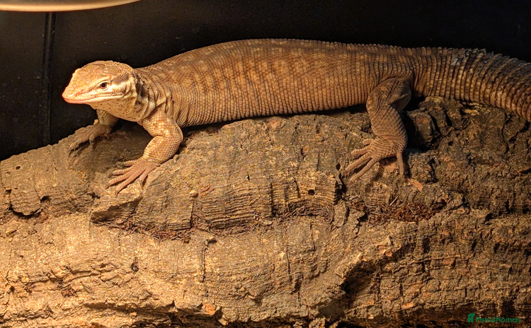 Dragon reptiles - Advert 4