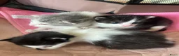 Mixed Breed cats for sale: Kittens for sale what black grey mixed Bradford  in Bradford - Advert 6