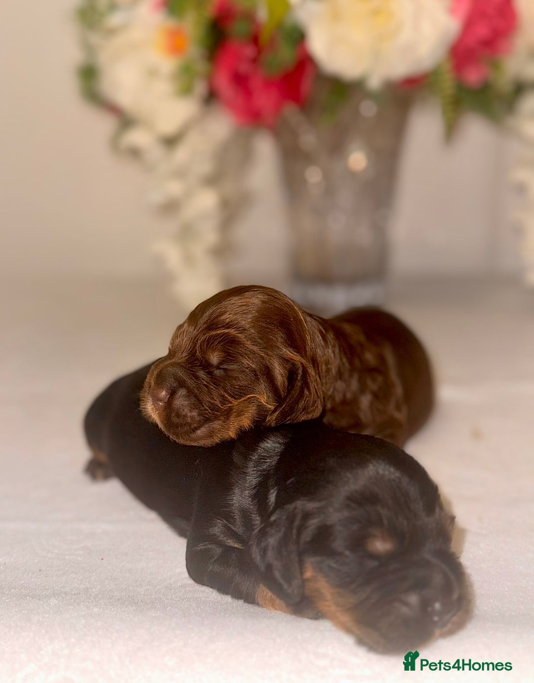 Cocker Spaniel dogs for sale: 🐶🐾beautiful show cocker spaniel puppy’s 🐶🐾 - Image 23