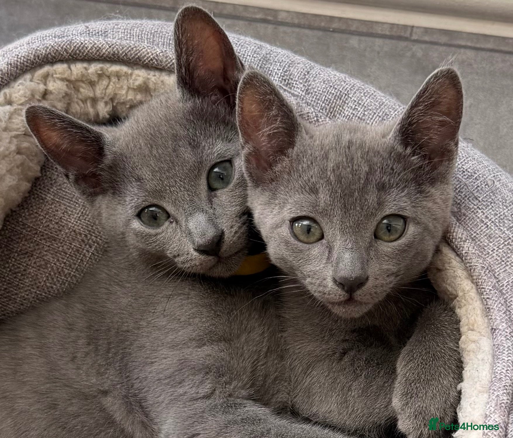 Russian Blue cats 🩵GCCF Registered Russian Blue kittens 🩵 - Advert 1