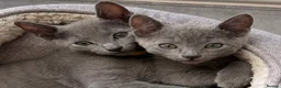 Russian Blue cats for sale: 🩵GCCF Registered Russian Blue kittens 🩵 - Advert 3