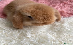 Mini Lop rabbits for sale: Rabbit girl mini lop - Image 9