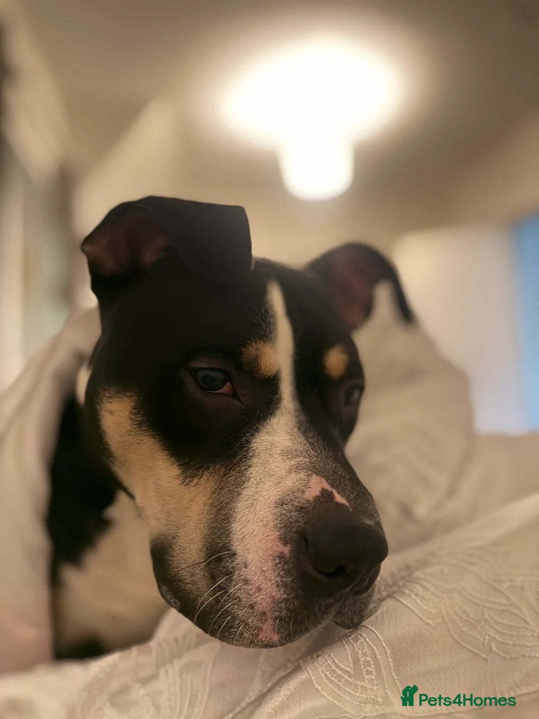 Mixed Breed dogs for sale: Beautiful boy needing new home asap - Advert 4