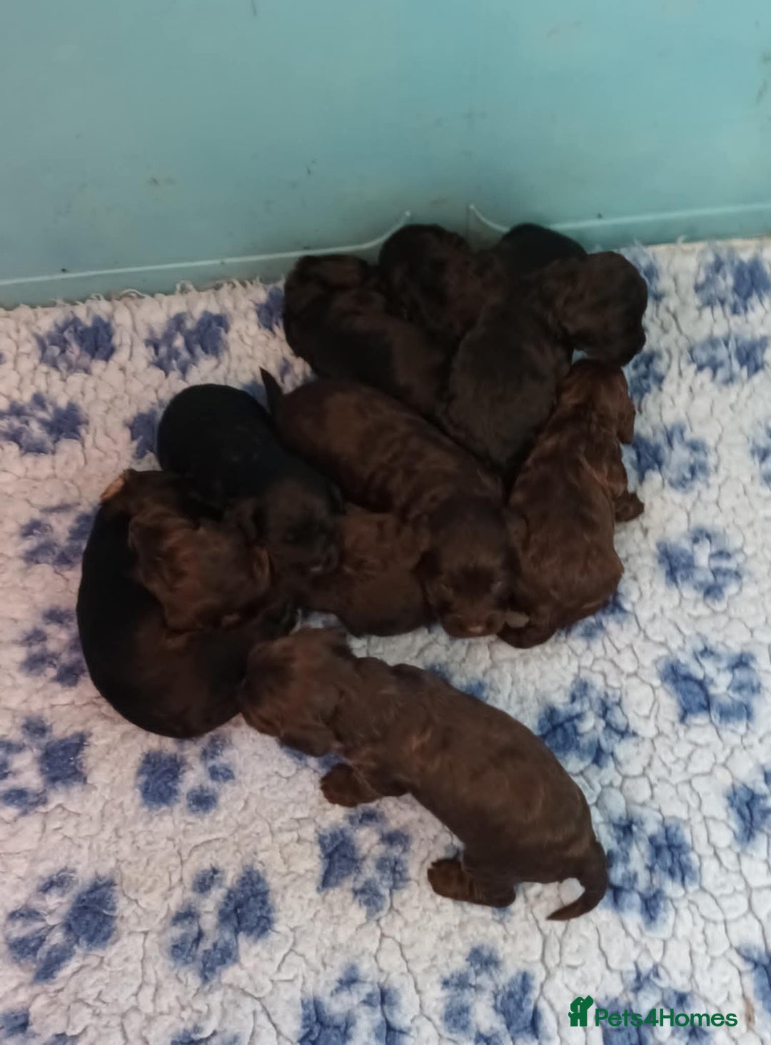 Cockapoo dogs for sale: F1. COCKAPOOS FROM LICENCED BREEDER. - Advert 4