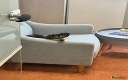 Mixed Breed dogs for adoption: Lolly and Poppy - Advert 14