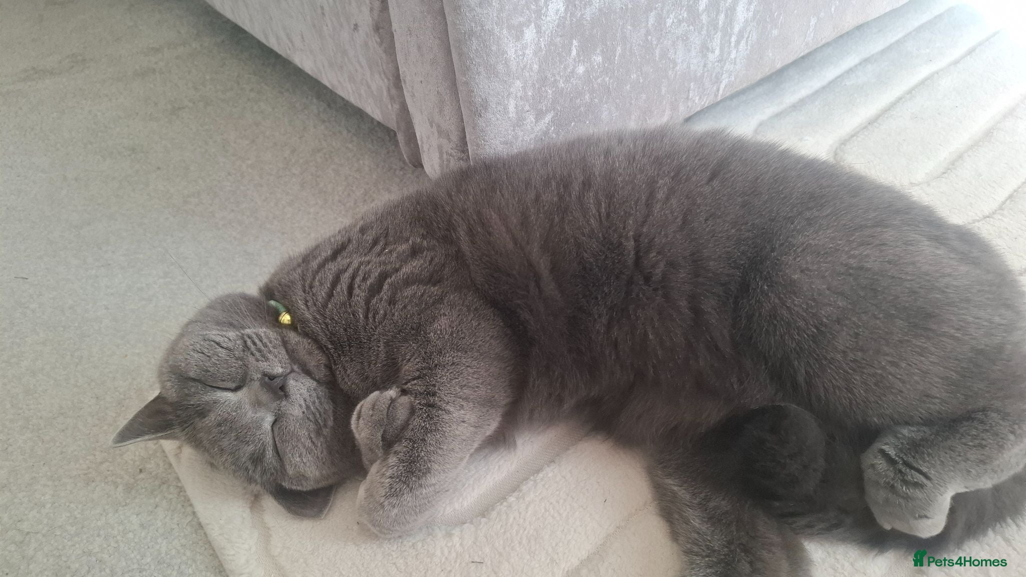British Shorthair cats Beautiful male british blue  - Advert 7