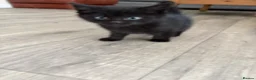 Mixed Breed cats for sale: 10 weeks old kittens 2 tabby 1 black  - Advert 8