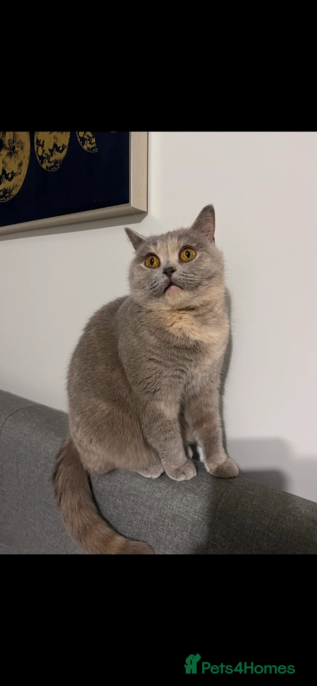 British Shorthair cats for sale: High Quality British Shorthair Kittens ⭐️ - Advert 11