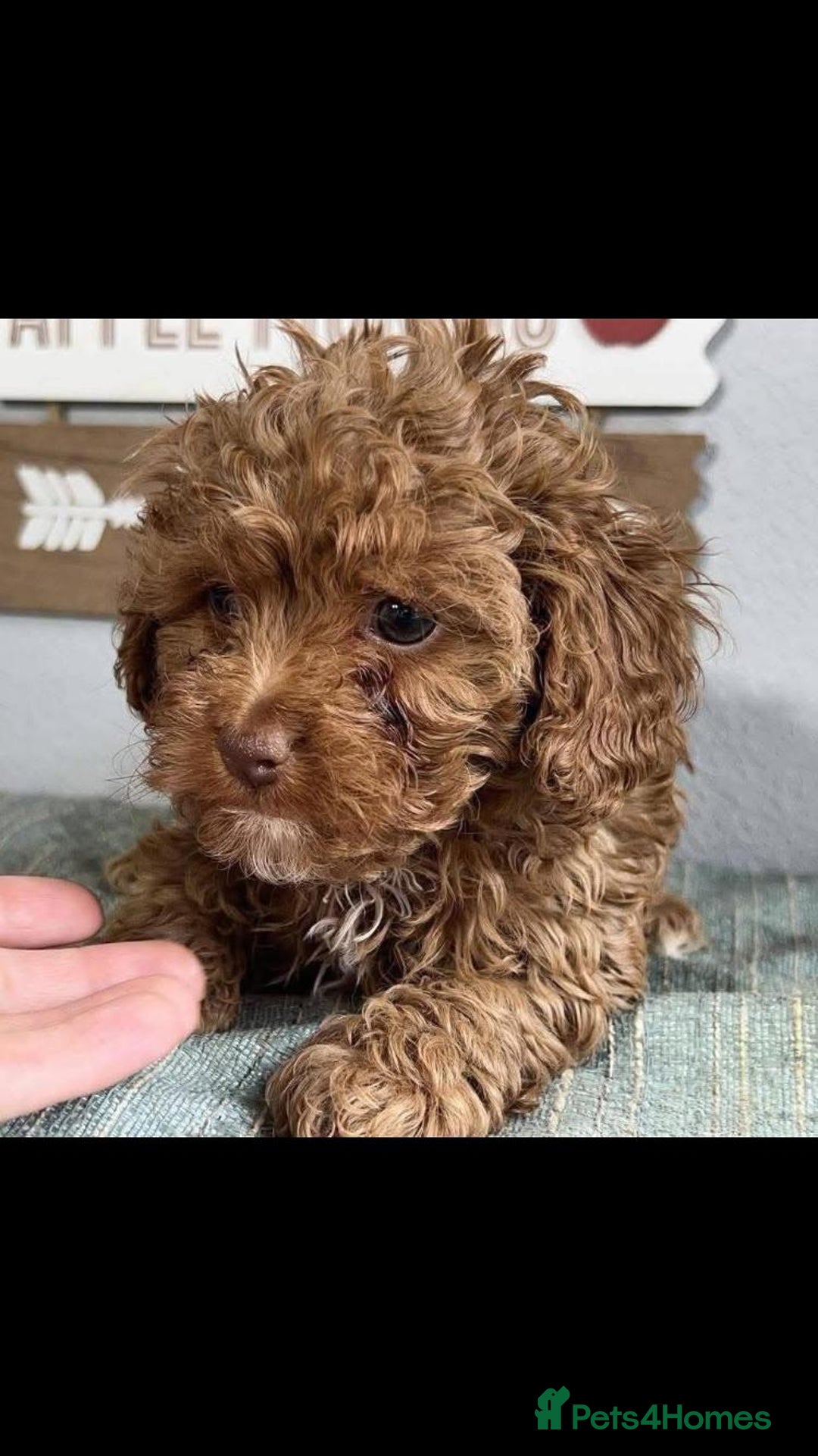 Cavapoo dogs for sale: Cavapoo puppies  - Image 4