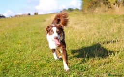 Australian Shepherd dogs for sale: Minature Australian Shepard 1 year old  - Image 4
