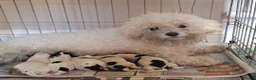 Mixed Breed dogs for sale: Cockapoochon - Advert 14