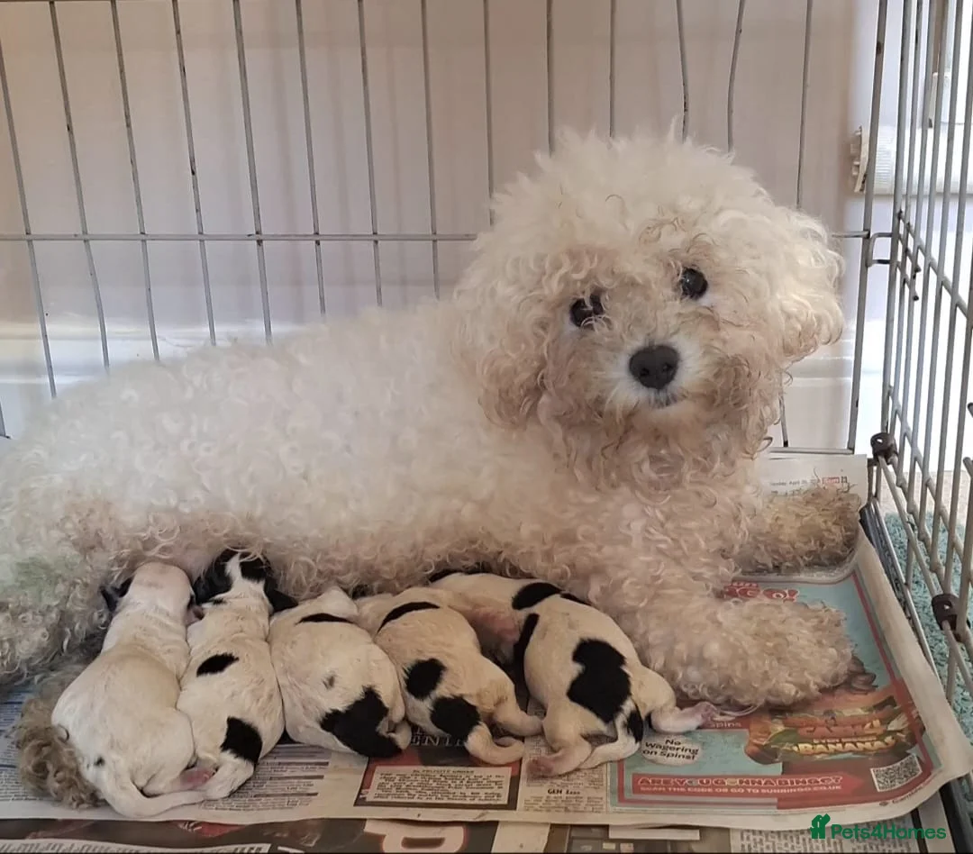 Mixed Breed dogs for sale: Cockapoochon - Advert 14