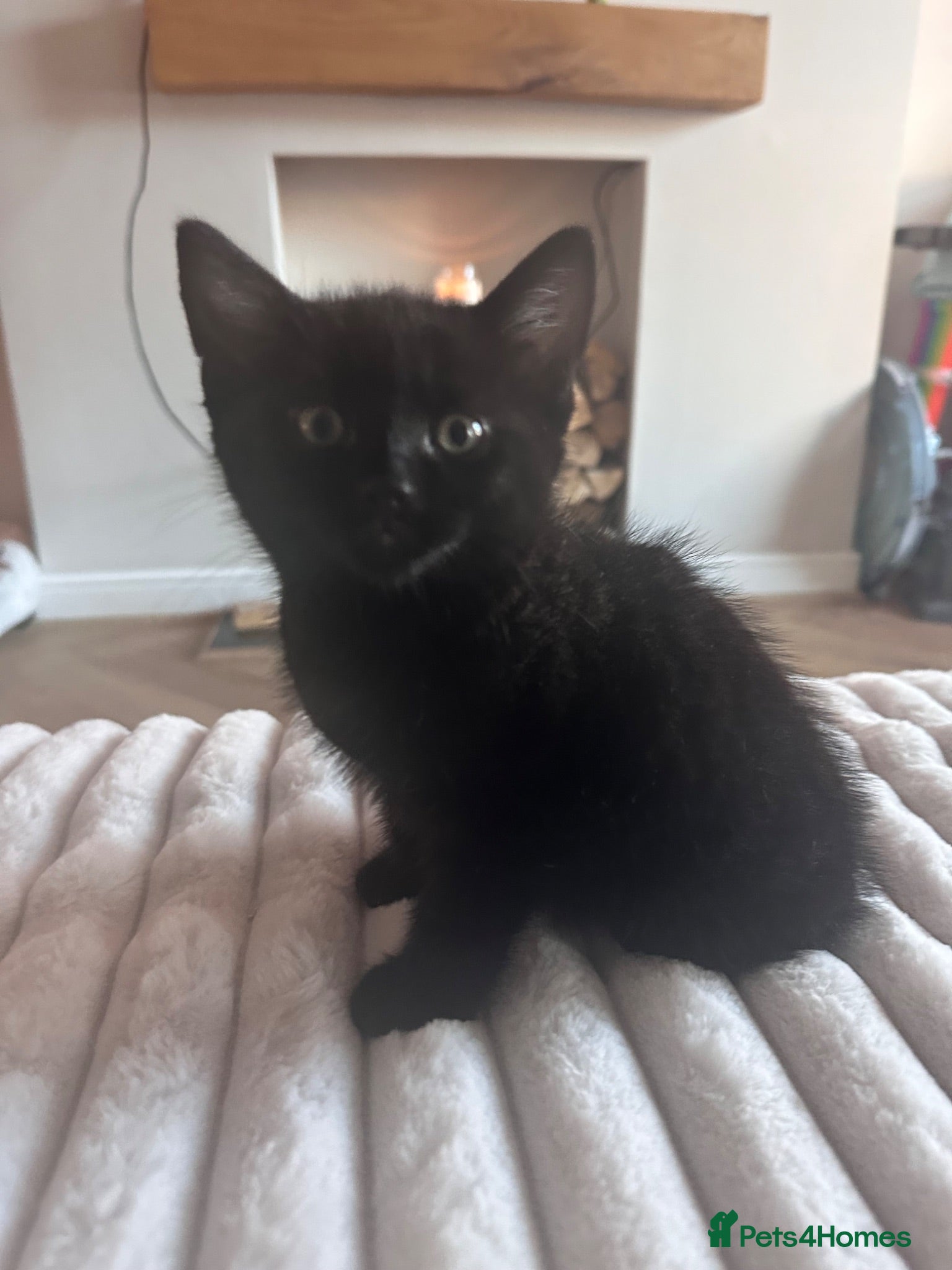 Mixed Breed cats Female kitten  - Advert 14