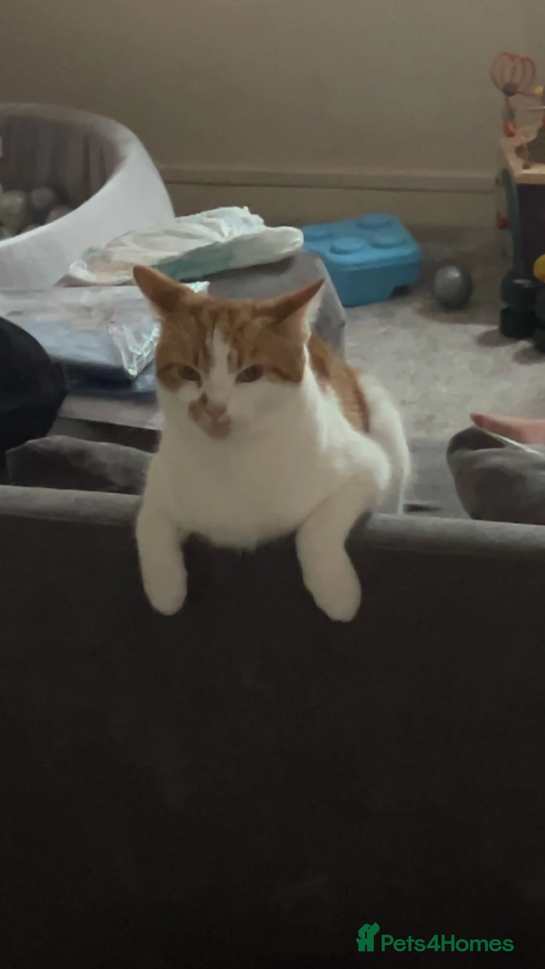 Mixed Breed cats for sale: Tango - Advert 2