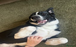 Mixed Breed dogs for sale: Elvis - Image 2
