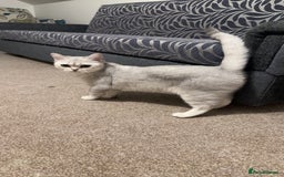 Brazilian Shorthair cats for sale: British Short Hair For Sale - Image 7