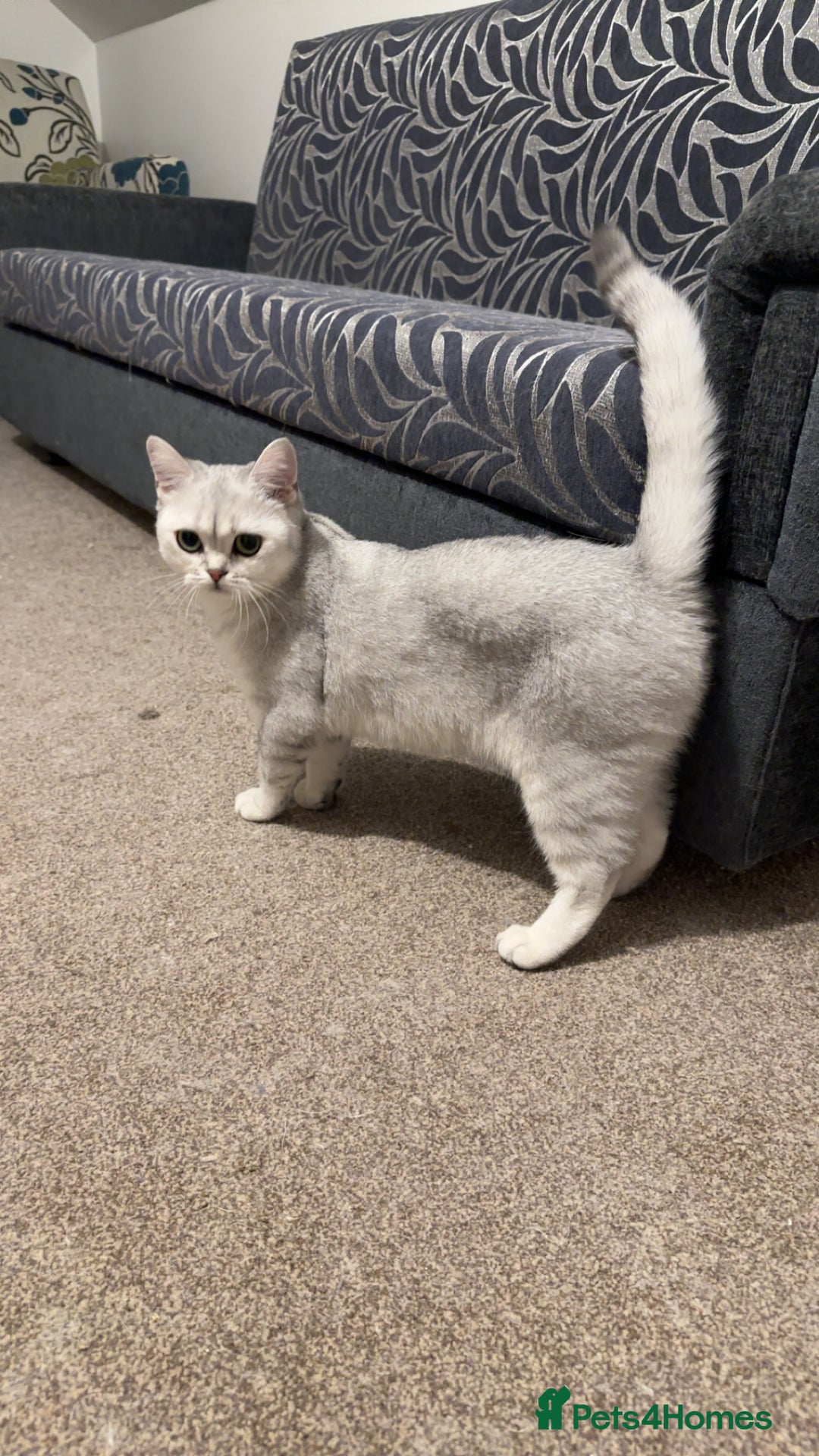 Brazilian Shorthair cats for sale: British Short Hair For Sale - Image 7