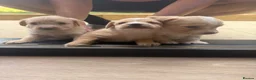 Jackapoo dogs for sale: Beautiful litter of f1 jackapoo puppies  - Advert 11