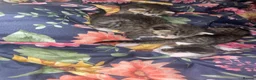 Mixed Breed cats for sale: Kittens  - Advert 7