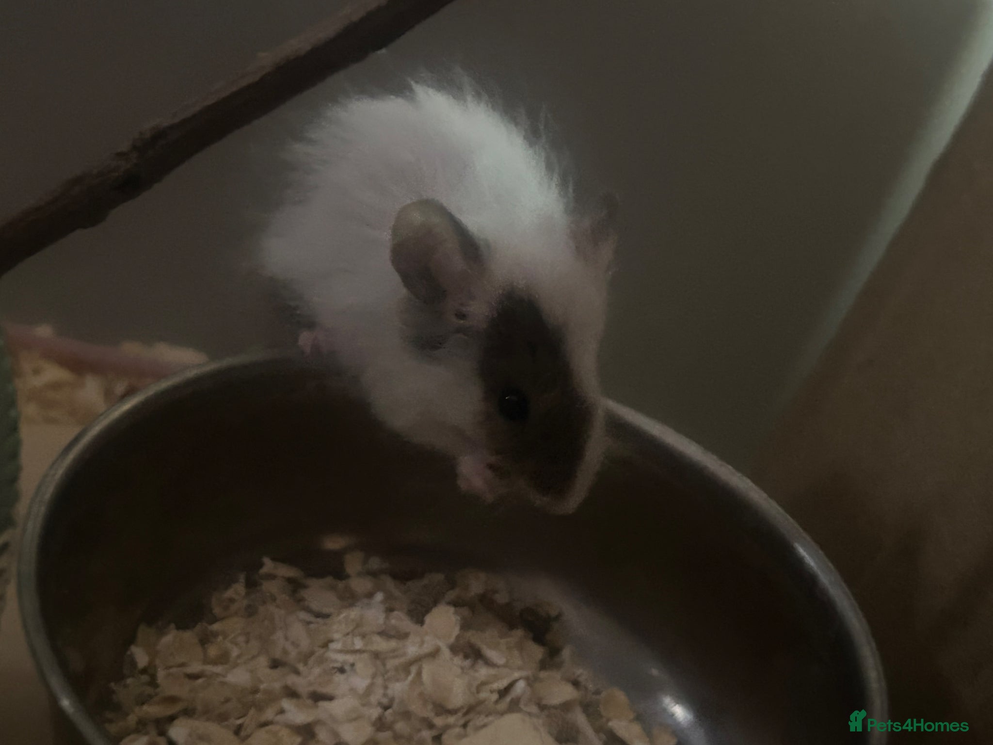 Mouse rodents (URGENT) FANCY MICE MALES!! (ONLY 2 LEFT!!!)  - Advert 11
