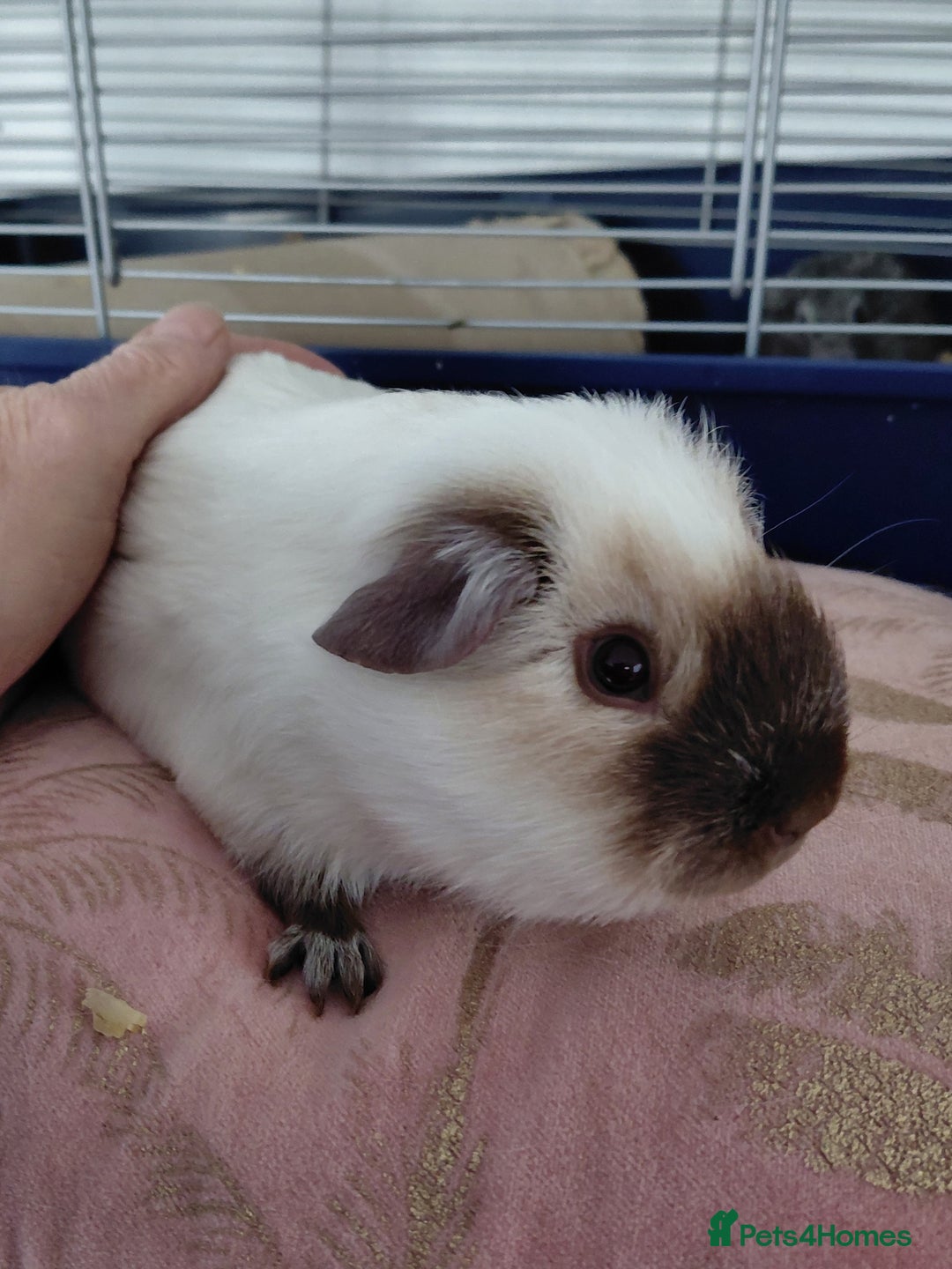 Guinea Pig rodents for sale: Assorted Pure breed guinea pigs - Advert 1